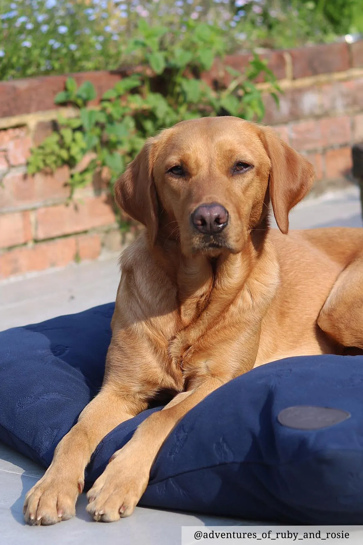 Fleece Dog Cushion - Haxby